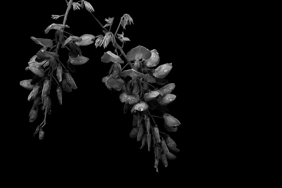 Wisteria Flowers in Black and White Photograph by Angie Tirado