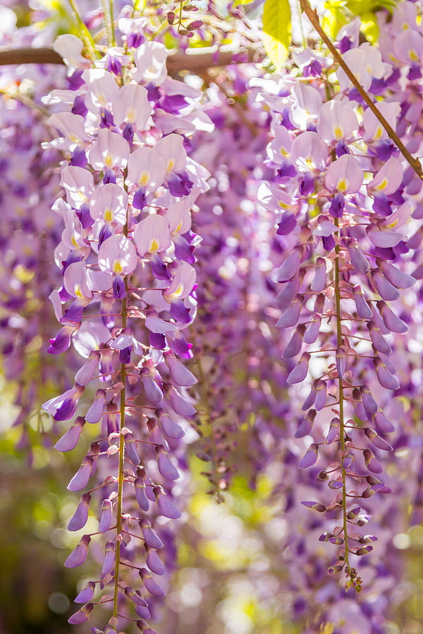 Wisteria Photograph By Gyorgy Kotorman Pixels