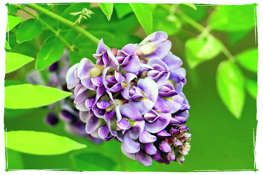 Wisteria Hanging From Vine Photograph