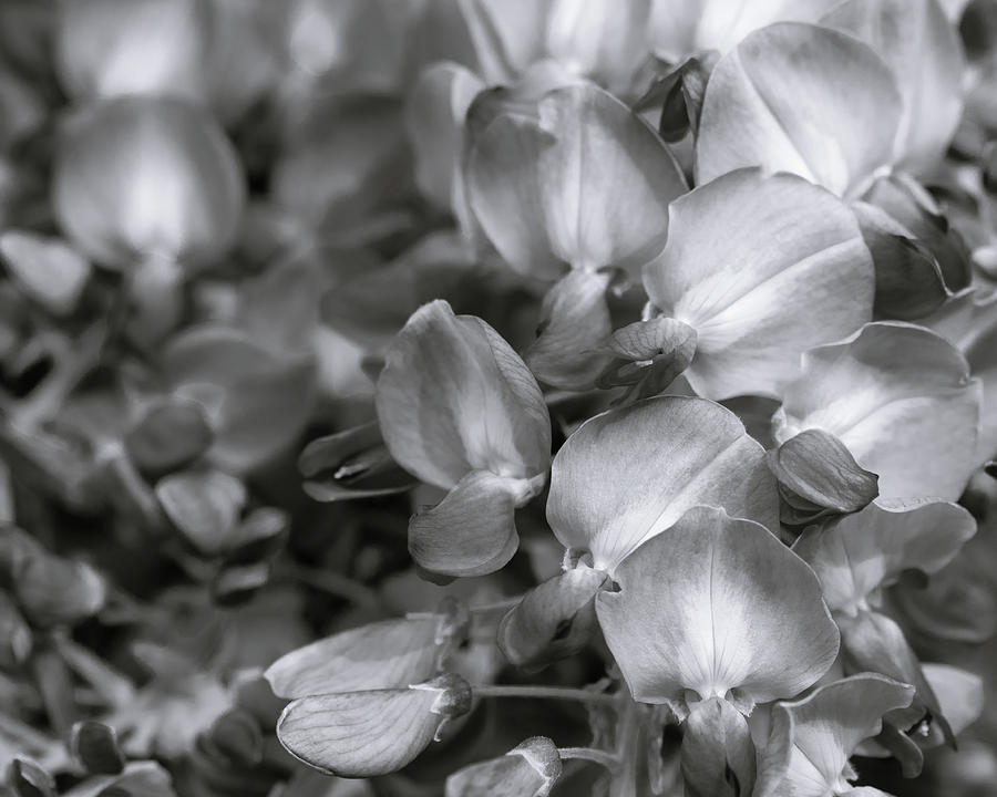 Wisteria in Black and White Photograph by Catherine Avilez