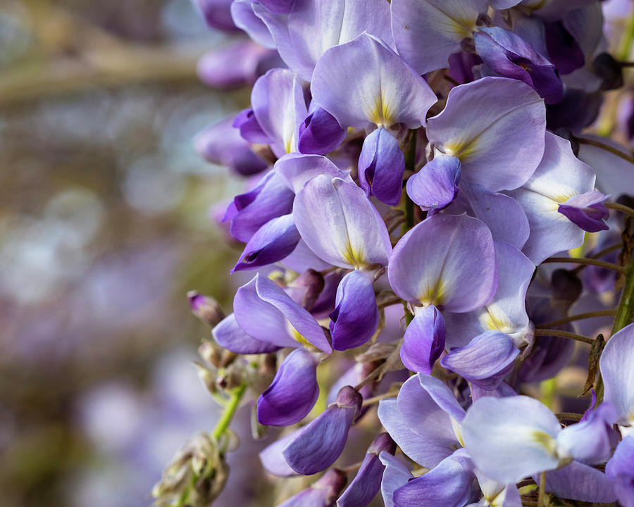 wisteria blooms medicinal application tincture