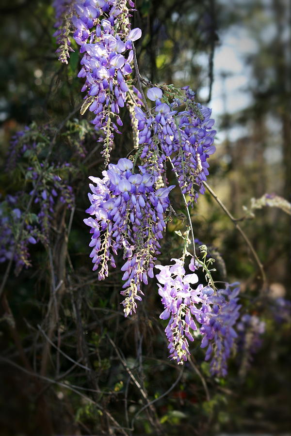 Flower Photograph - Wisteria in Bloom by Cathy Harper