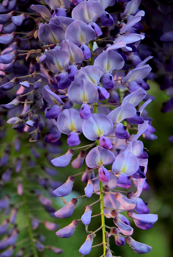 Flower Photograph - Wisteria in Bloom by Jessica Jenney
