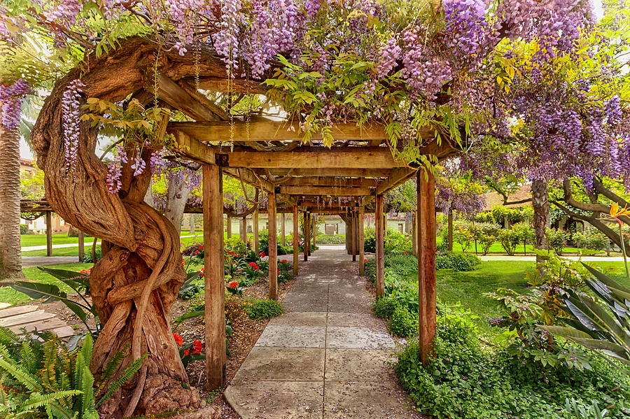 Wisteria in Bloom Photograph by Susan Rissi Tregoning