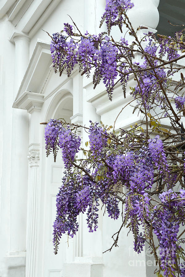 Wisteria in Charleston Photograph by Catherine Sherman