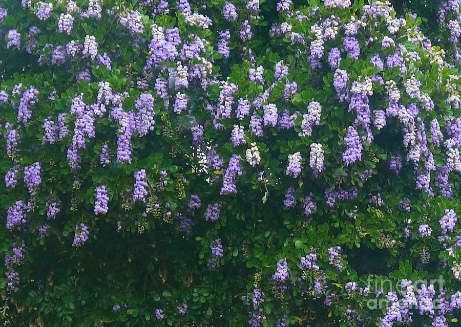 Wisteria in Georgetown Texas Photograph by Janette Boyd