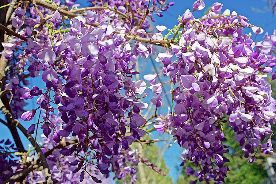 Wisteria in Mariposa, California Photograph by Ruth Hager