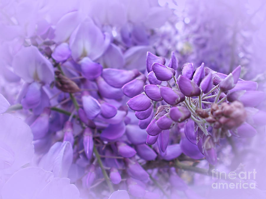 Wisteria in the Mist by Kaye Menner Photograph by Kaye Menner