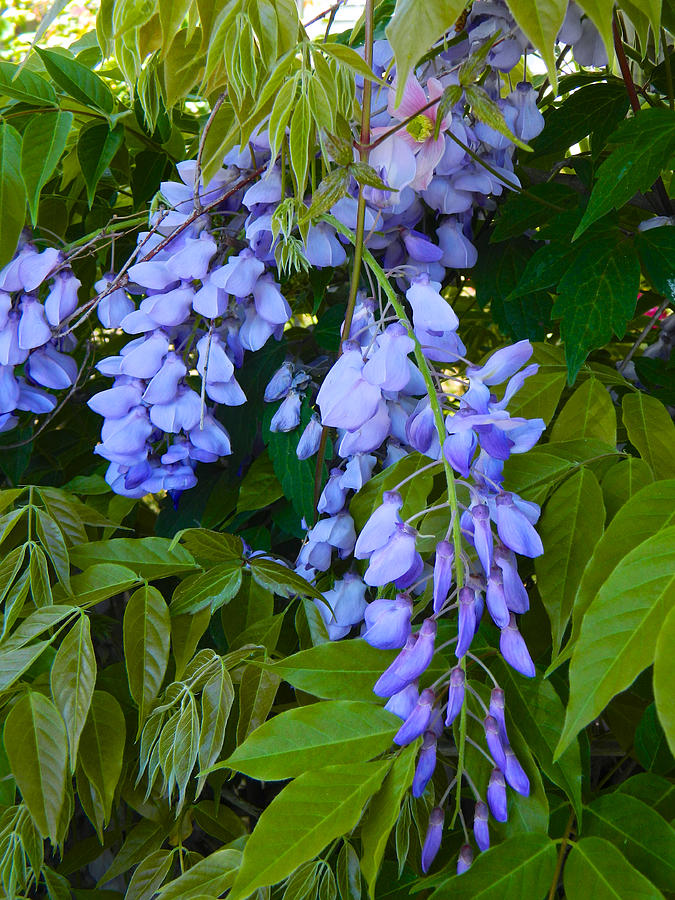 Wisteria in the Willows 001 Photograph by Michael J Genevro - Fine Art ...