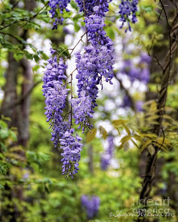 Wisteria In The Woods Photograph by Sharon Woerner