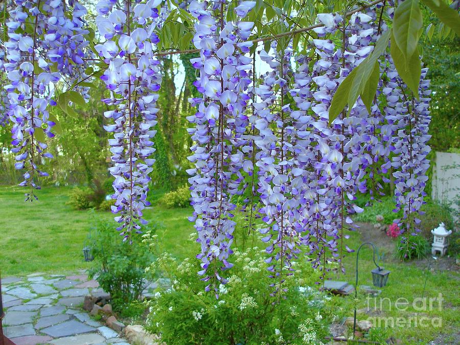 Wisteria In Wenonah Photograph by Barrie Stark
