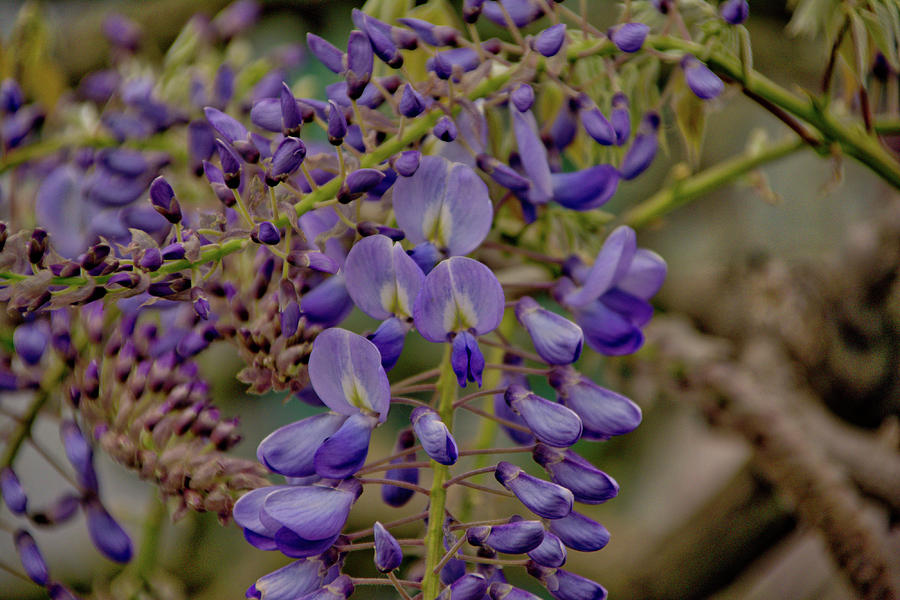 Wisteria Photograph by Ingrid Dendievel