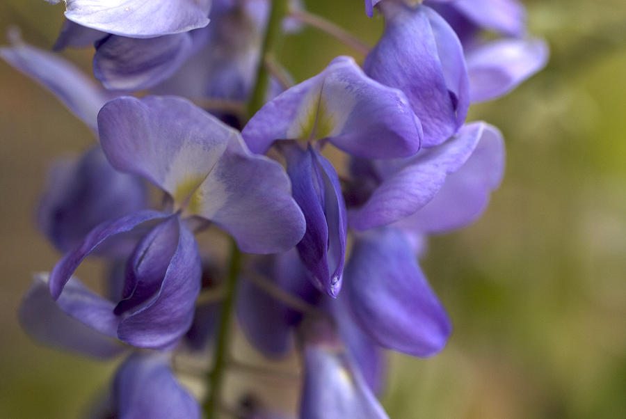 Wisteria Photograph - Wisteria by Jessica Wakefield Wisteria Photograph - Wisteria by Jessica Wakefield