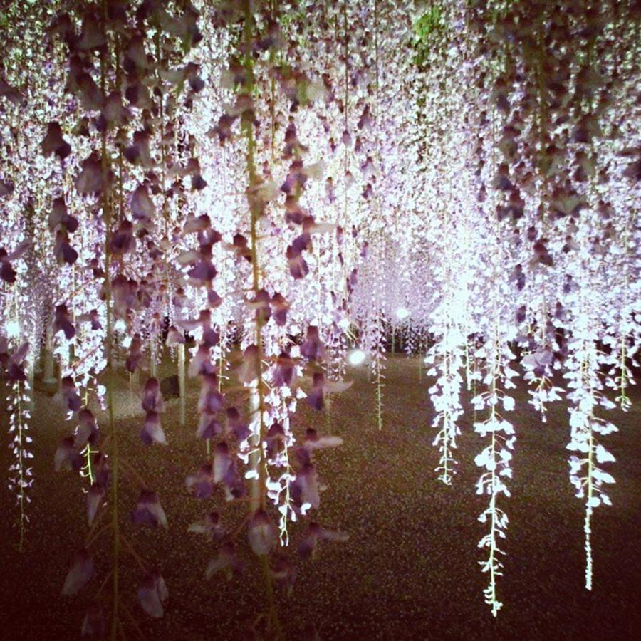 Flowers Still Life Photograph - Wisteria Like Chandelier by Nori Strong