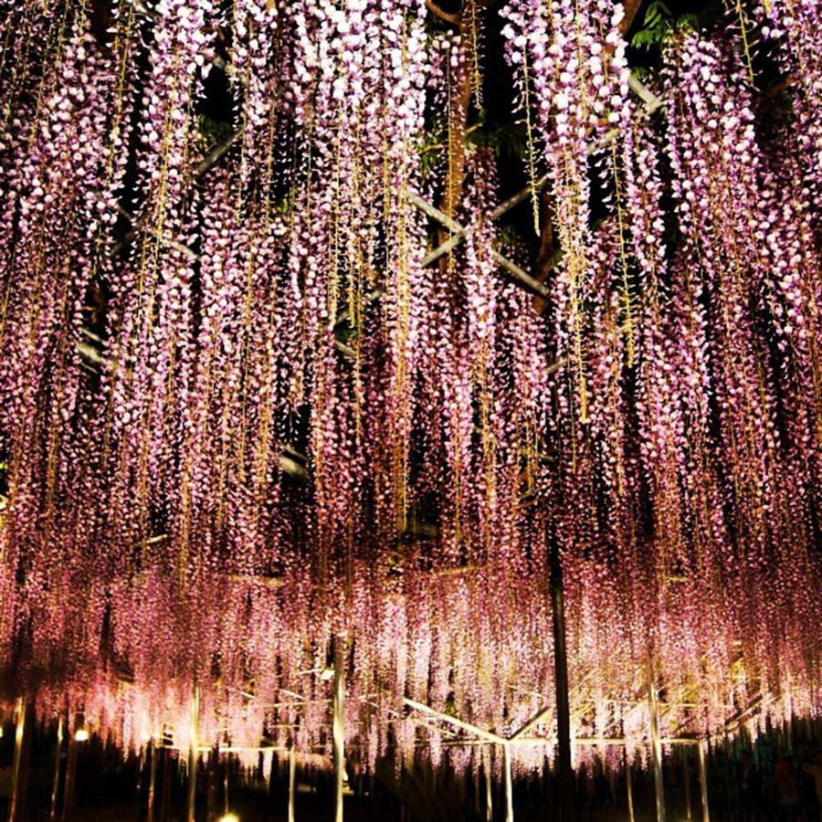 Flowers Still Life Photograph - Wisteria Like Purple Rain In Saitama by Nori Strong