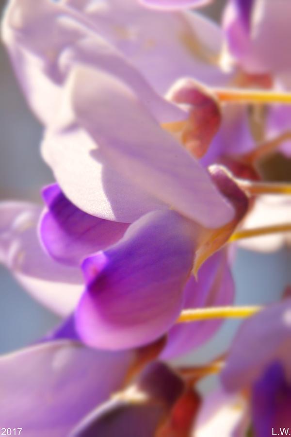 Nature Photograph - Wisteria by Lisa Wooten