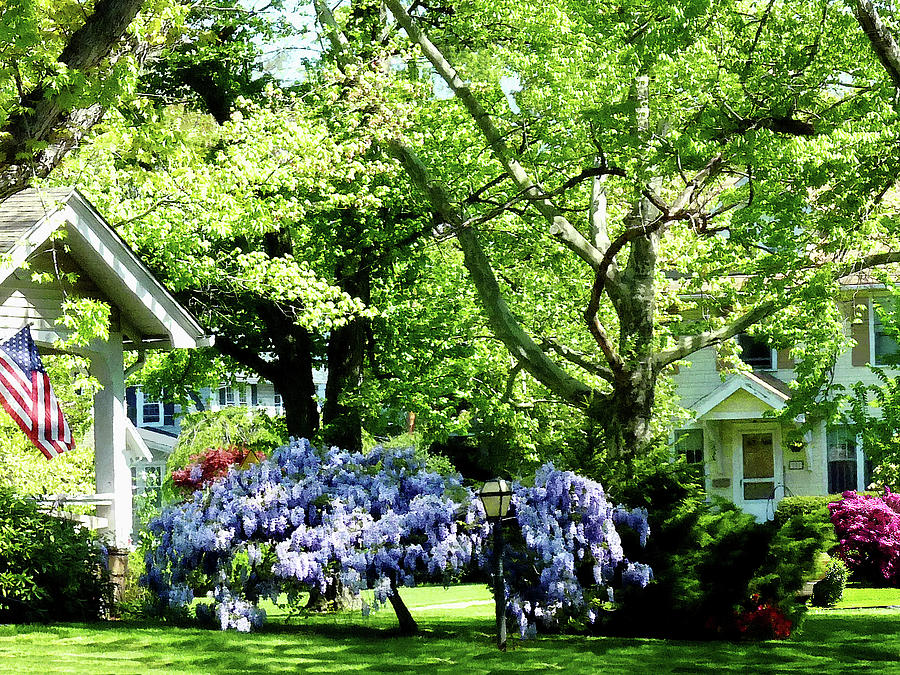Wisteria on Lawn Photograph by Susan Savad