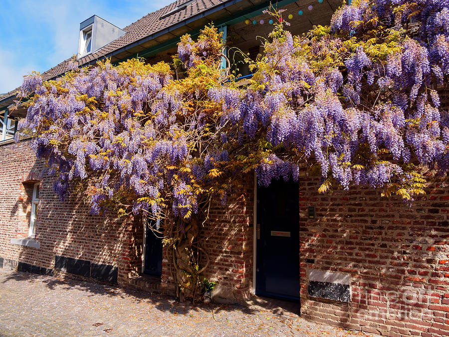 Wisteria over a doorway in old town Maastricht Netherlands Photograph by Louise Heusinkveld