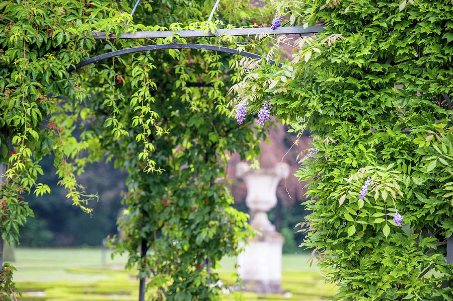 Wisteria Pergola in Park of De Haar Castle  Photograph by Jenny Rainbow