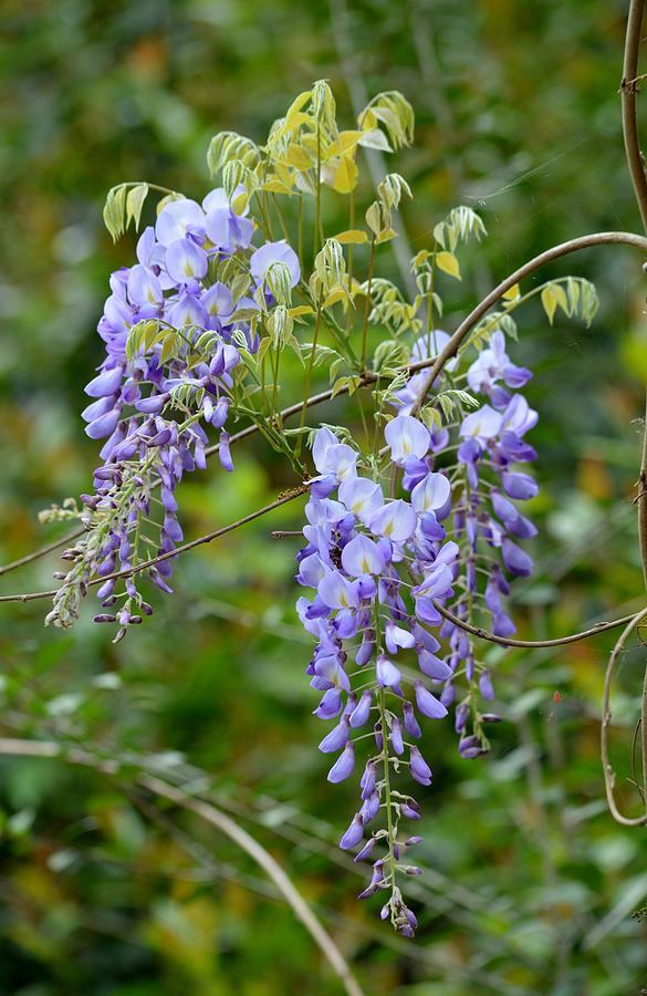 Wisteria Flower