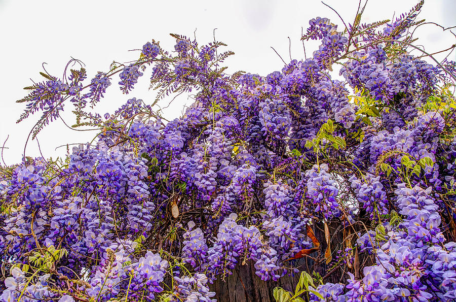Wisteria Spring Bloom Photograph by Connie Cooper-Edwards