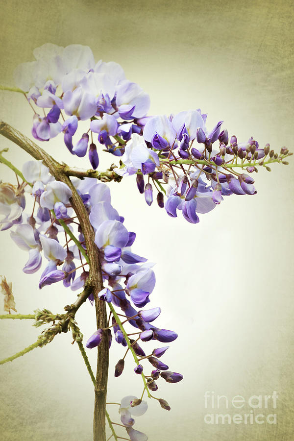 Wisteria textured Photograph by Terri Waters