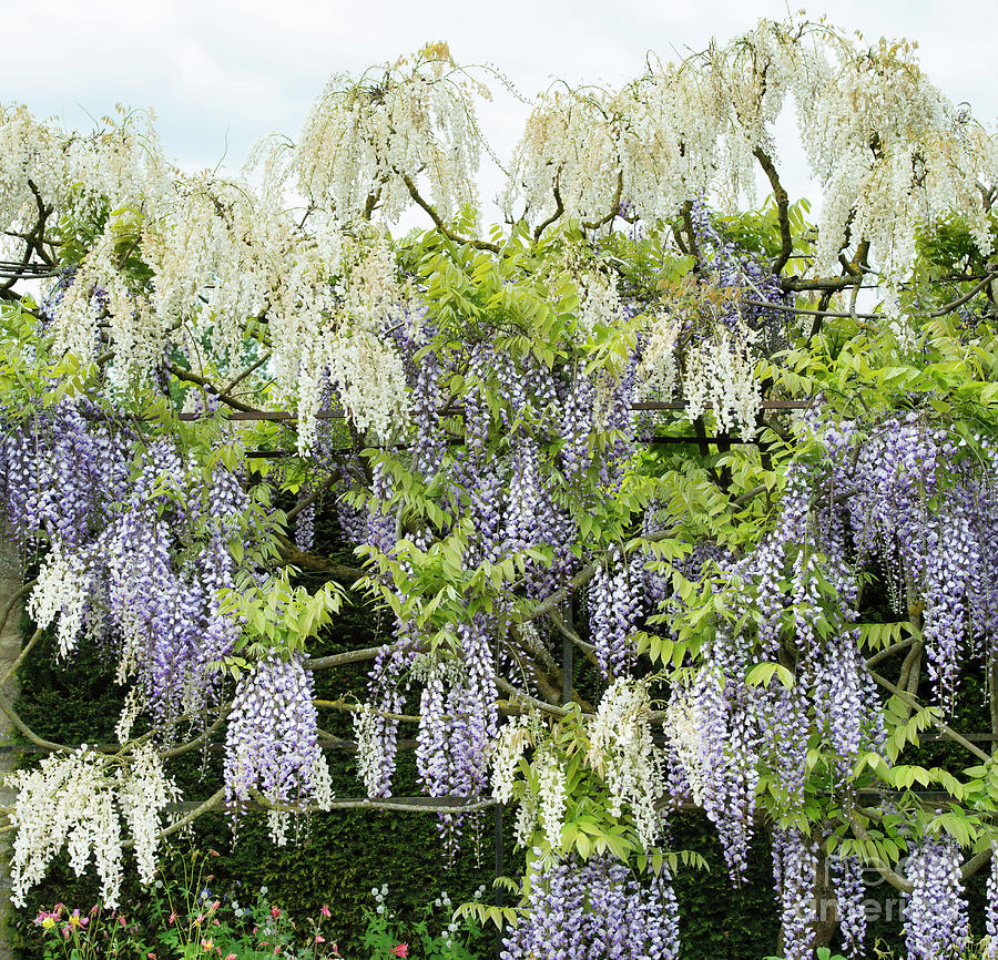 Wisteria Photograph by Tim Gainey
