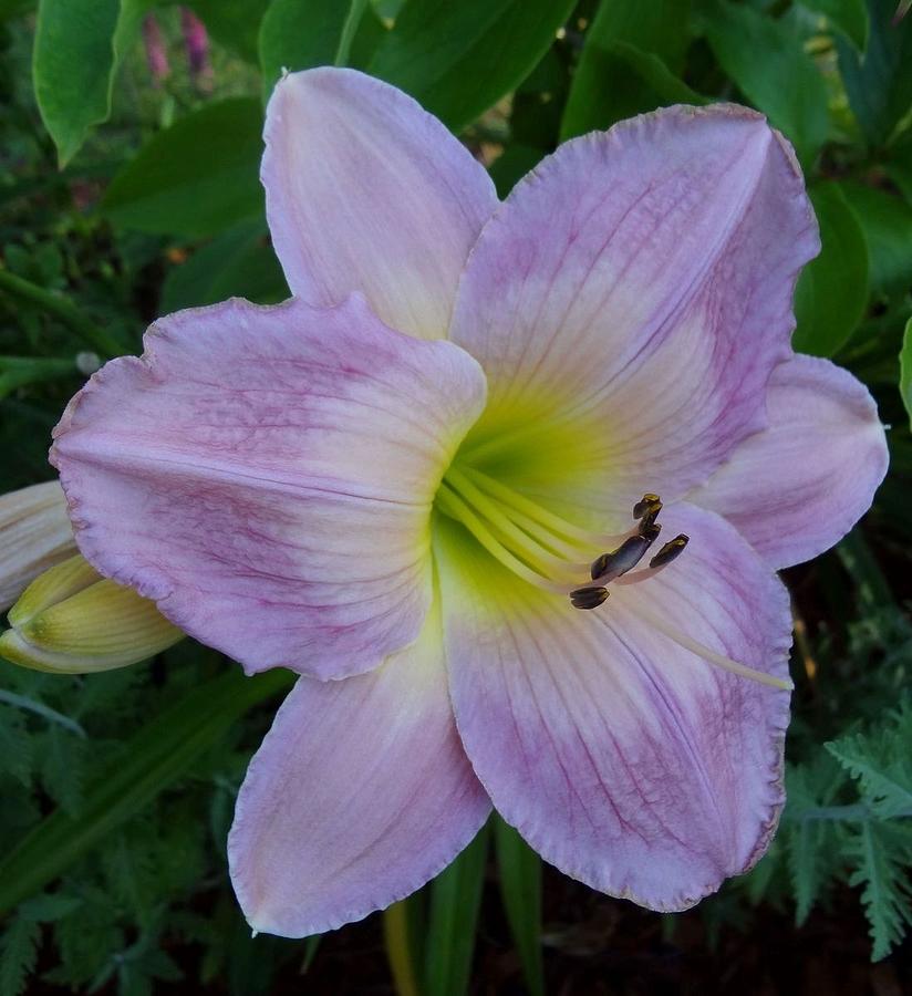 Wisteria Tinted Daylily Photograph by Sarah Malley - Fine Art America