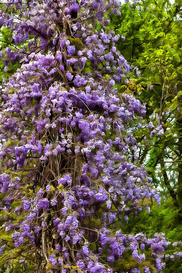 Wisteria Tree Photograph by CarolLMiller Photography - Pixels