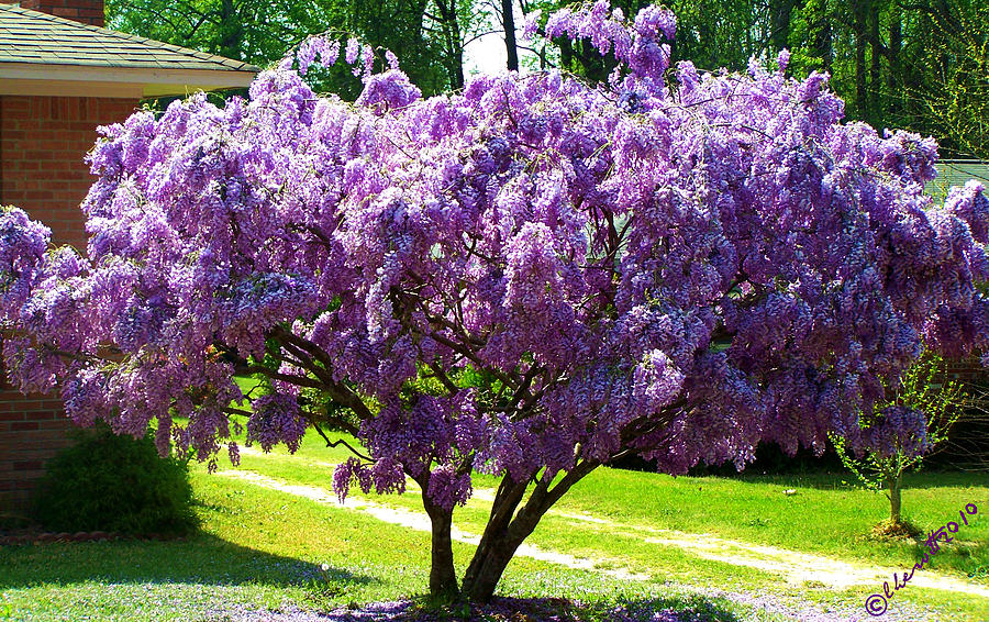 Wisteria Tree Photograph by Lisa Taylor