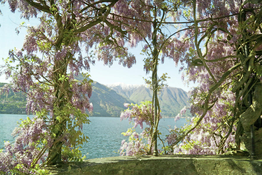 Wisteria Trellis Lago di Como Photograph by Brooke T Ryan