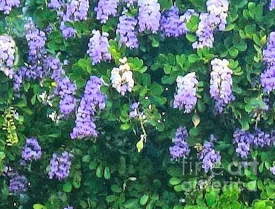 Wisteria Up Close Photograph by Janette Boyd