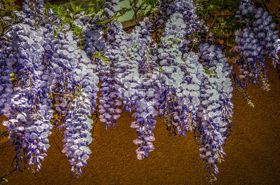 Wisteria Vines Photograph by Connie Cooper-Edwards