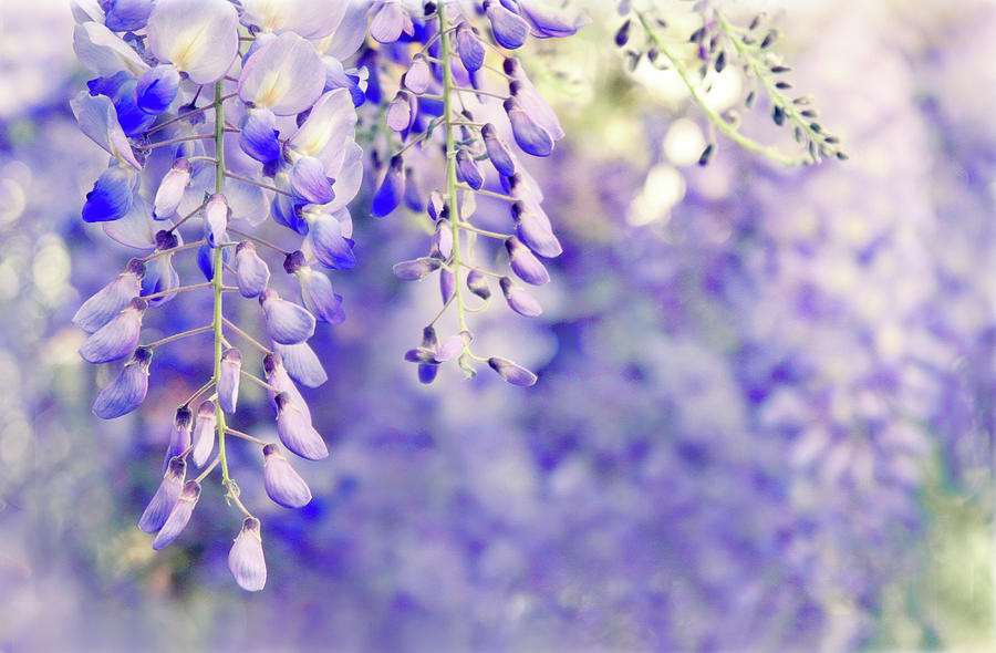 Nature Photograph - Wisteria Watercolor by Jessica Jenney