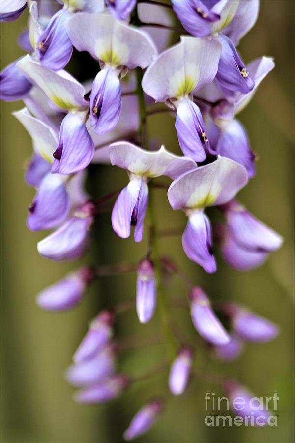 Wisteria Whims Photograph by Tracey Lee Cassin