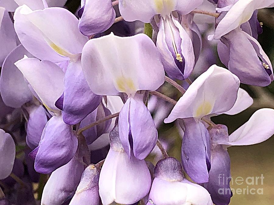 Wisteria Whimsy Photograph by Carol Riddle