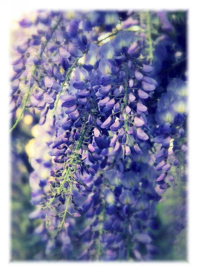 Spring Photograph - Wisteria Whimsy by Jessica Jenney