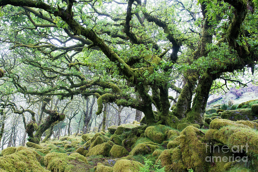 Wistmans Wood Dartmoor Photograph by Tim Gainey