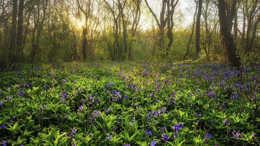 Wistow Wood Bluebells 1 Photograph by James Billings