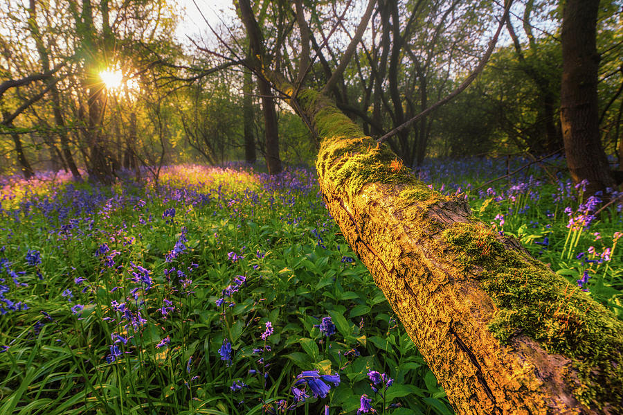 Wistow Wood Bluebells 2 Photograph by James Billings