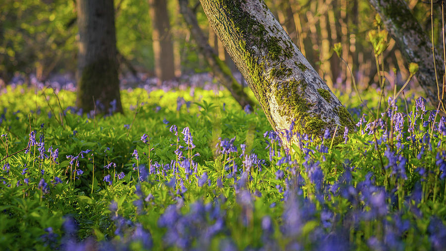 Wistow Wood Bluebells 5 Photograph by James Billings