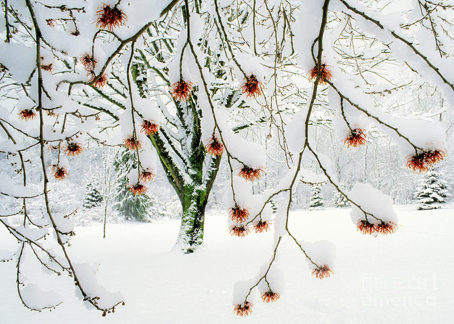 Witch Hazel Flowers in Winter Photograph by Michael Wheatley