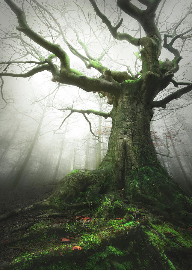 Witch of nature Photograph by Visser