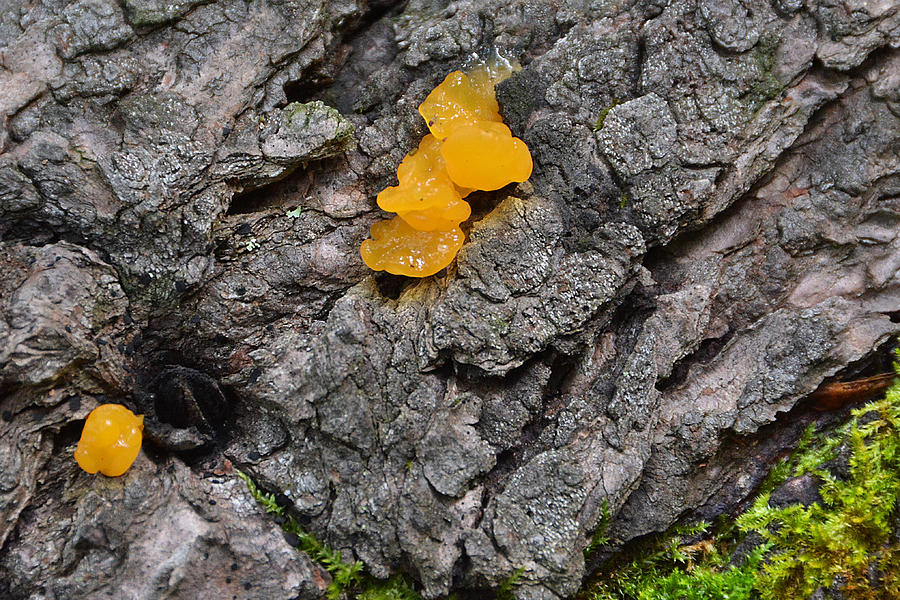 Witches Butter Photograph by Alan Lenk