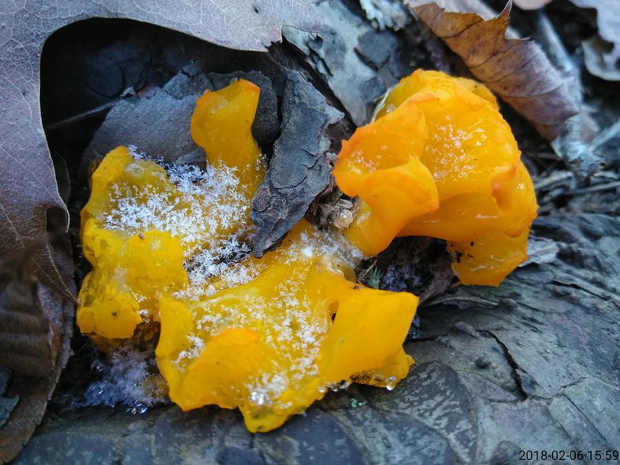 Witches Butter in Winter Photograph by Robert Nickologianis