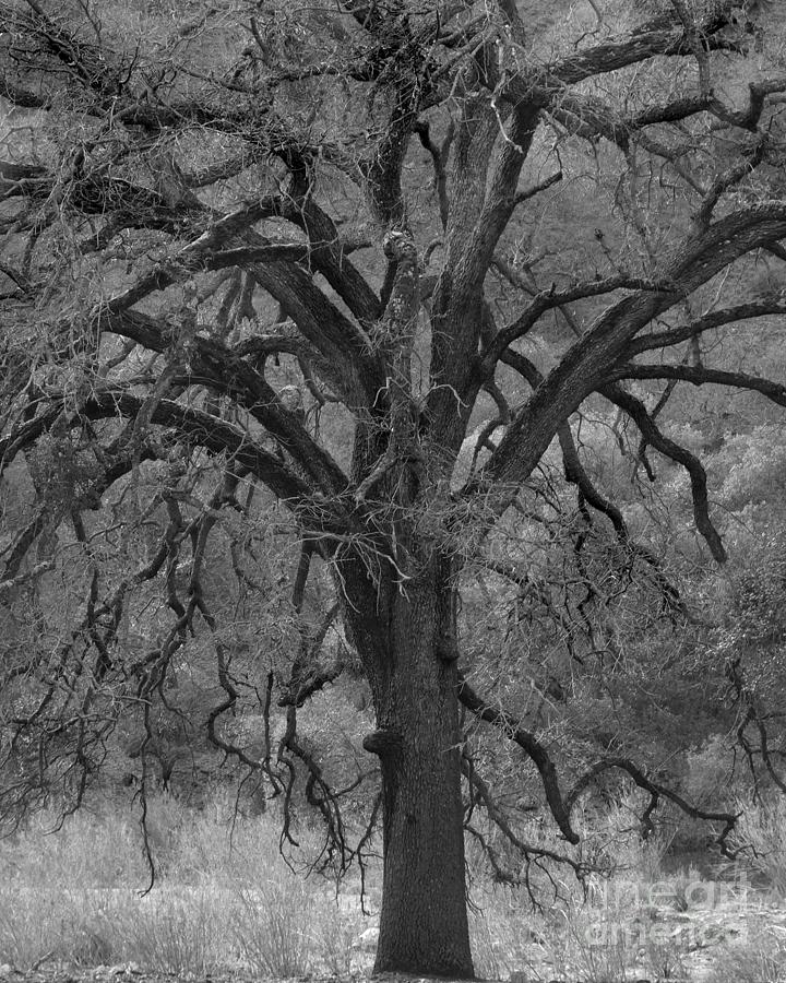 Witching Tree Photograph Photograph by Kristen Fox