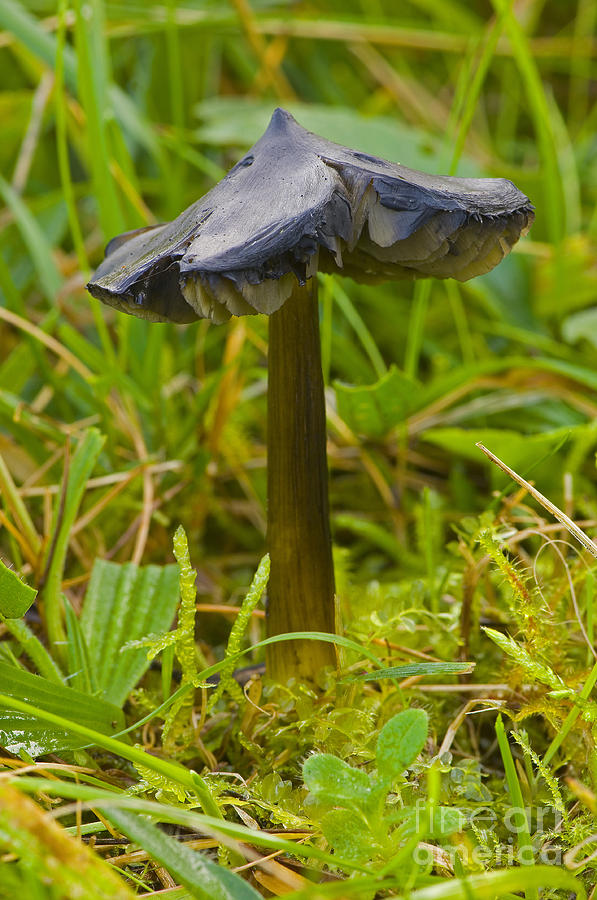 Witchs Hat Mushroom Photograph by Steen Drozd Lund