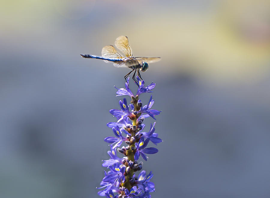 Blue Dasher Photograph - With A Cherry on Top by Darby Donaho