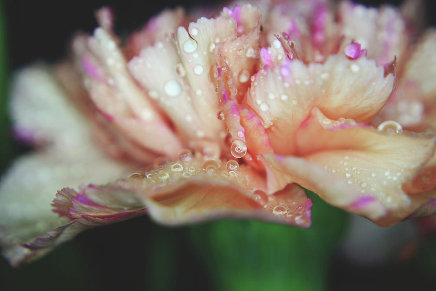Flower Photograph - With a Faint Blush by Laurie Search