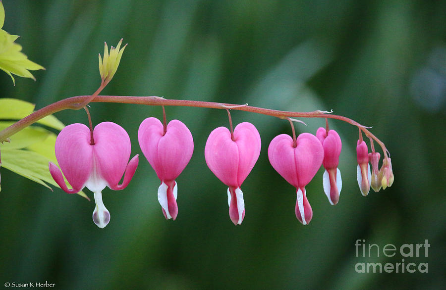 With All My Hearts Photograph by Susan Herber